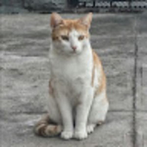 Meet your Posher, Walter